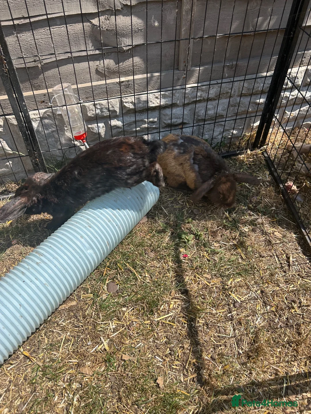 Mini Lop rabbits for sale: Rabbits  - Advert 2