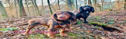 Cocker Spaniel dogs for sale: ✨Last Cocker Boy KC & Health Tested ✨ - Advert 9
