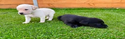 Labrador Retriever dogs for sale: KC Registered Labrador Babies 🐾🐾🐾 - Advert 10
