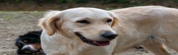 Golden Retriever dogs for sale: Golden Retriever Waiting List  - Advert 4