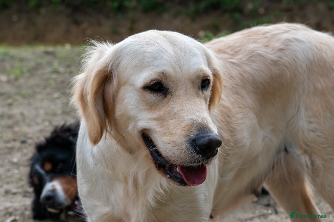 Golden Retriever dogs for sale: Golden Retriever Waiting List  - Advert 4