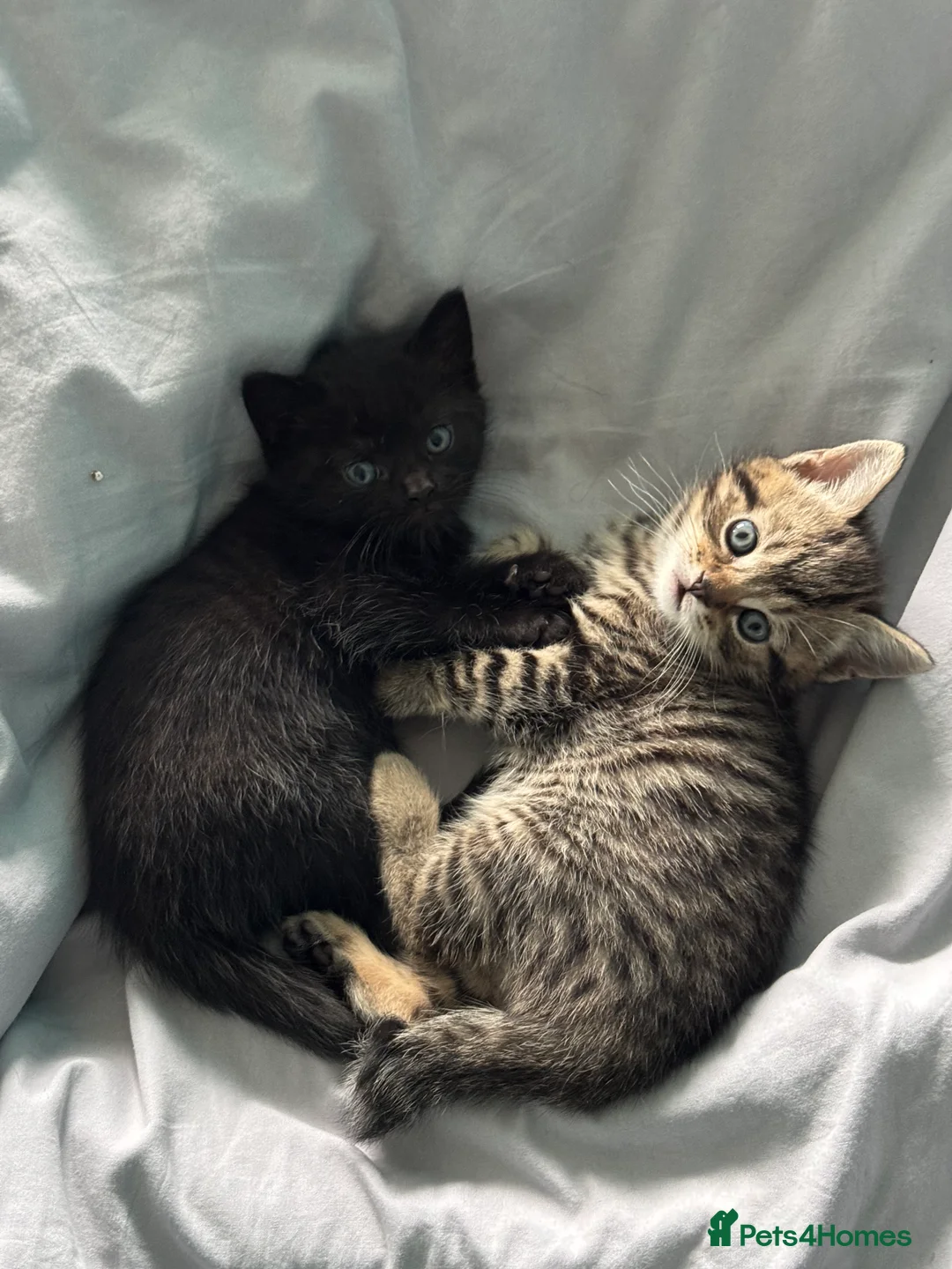 Mixed Breed cats for sale: Mixed British shorthair  - Advert 3