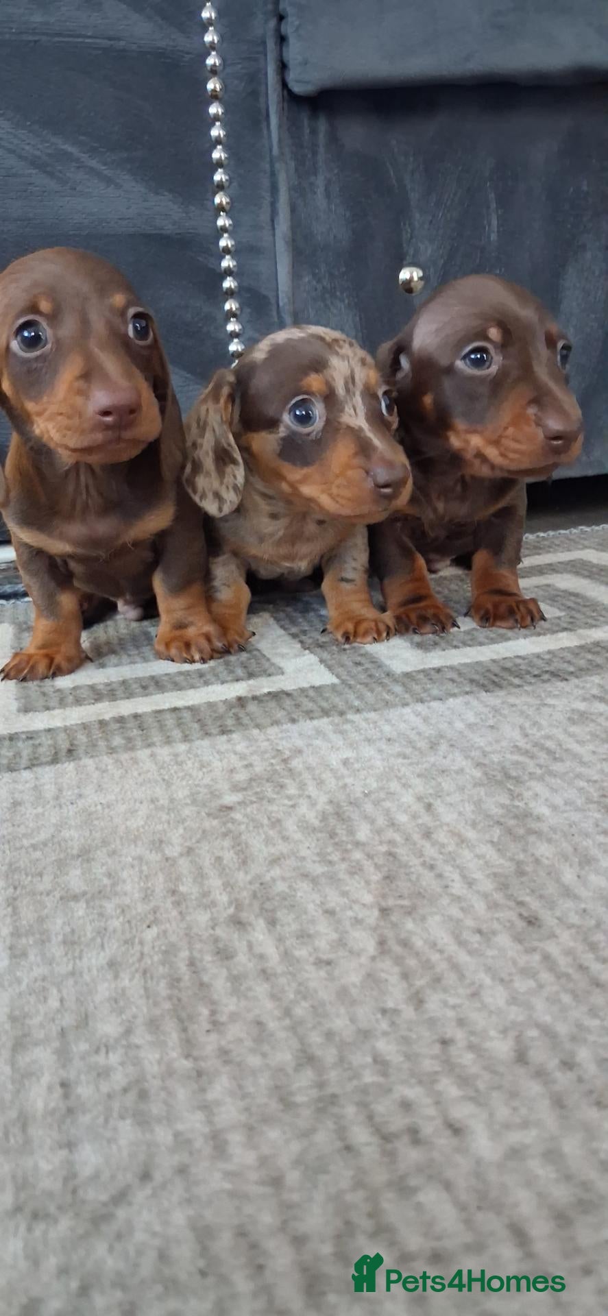 Dachshund dogs Dachshund puppies 🐶  - Advert 10
