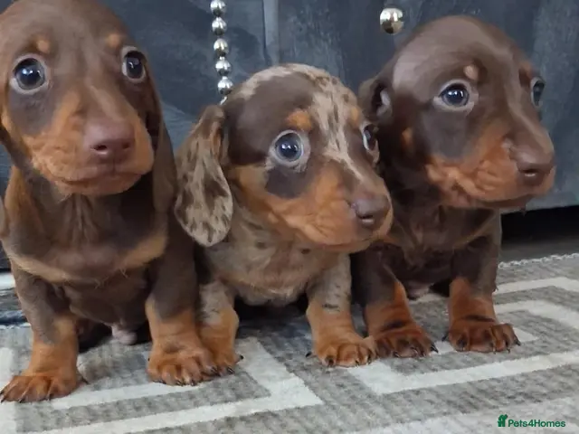 Dachshund dogs for sale: Dachshund puppies 🐶 - Advert 1