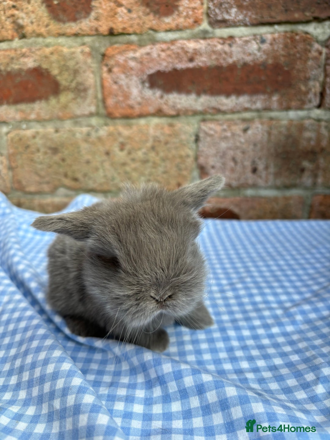 Mini Lop rabbits for sale: Beautiful Pure Bred minilops  - Image 6