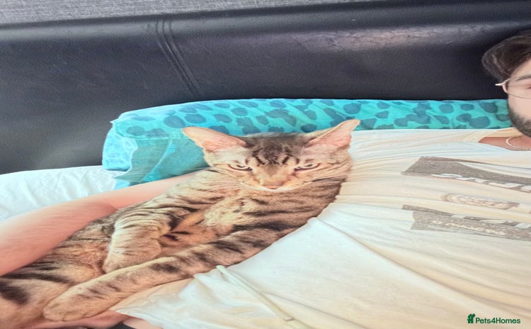 Savannah cats - Advert 1