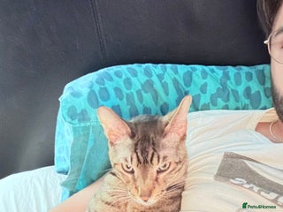 Savannah cats - Advert 33