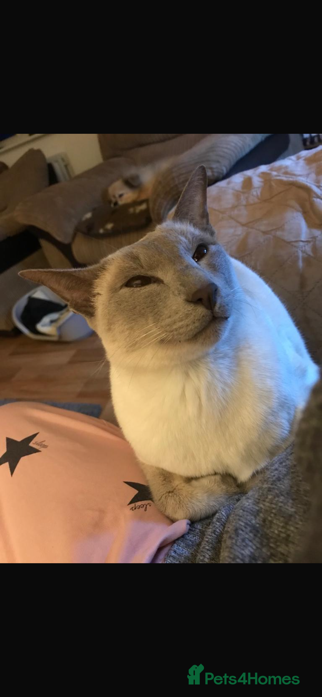 Siamese cats for sale: 2x bonded Siamese cats 7yo - Advert 2