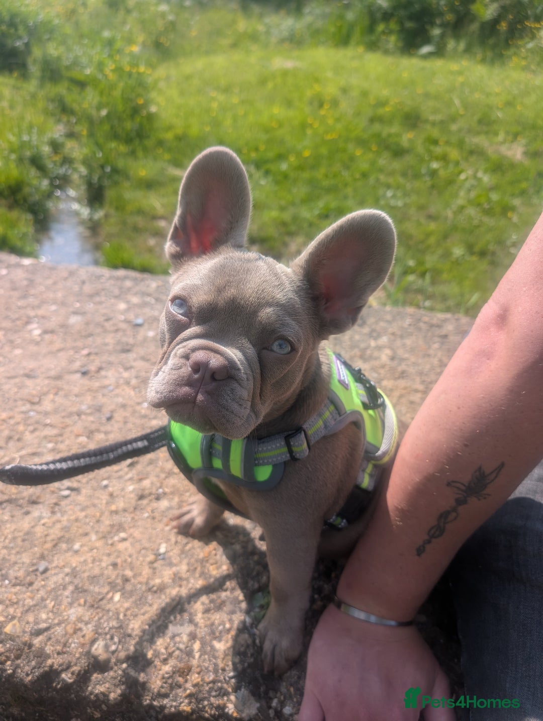 French Bulldog dogs for sale: French bulldog pup - Image 1