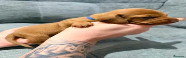 Miniature Dachshund Puppy 2