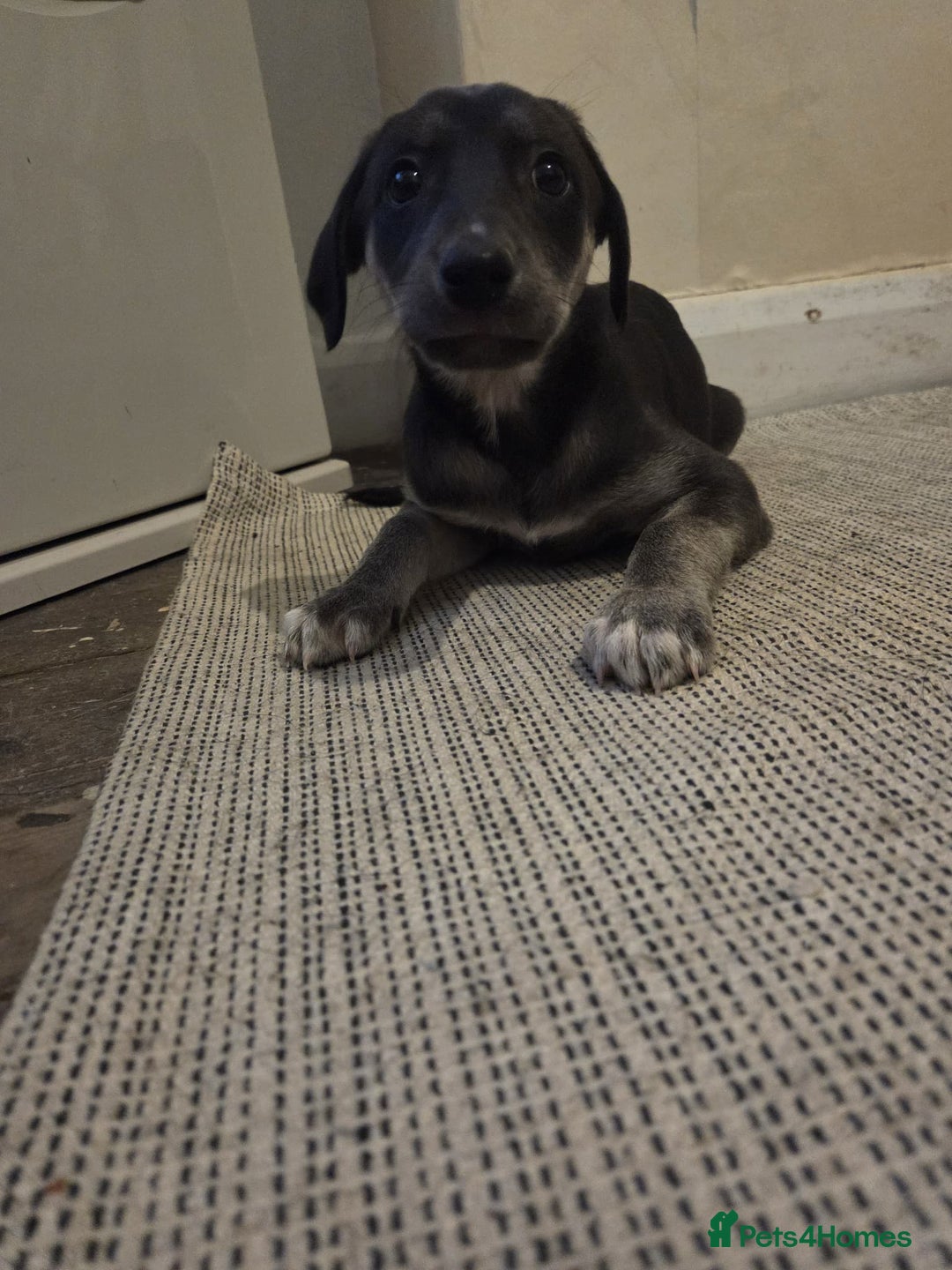 Mixed Breed dogs for sale: Saluki x labrador pups 8 weeks - Advert 3