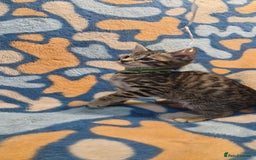 Bengal cats for sale: Bengal mix kittens for sale - Image 6