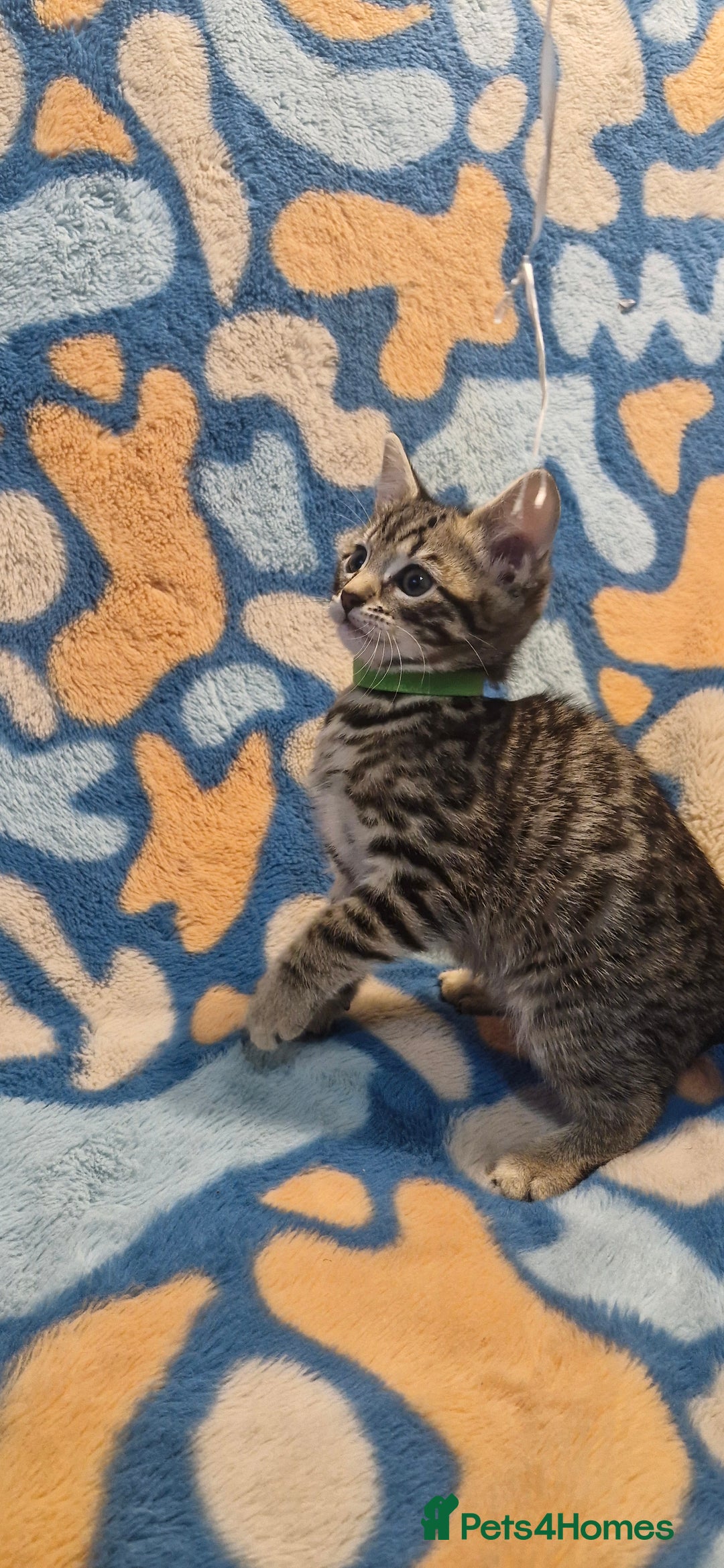 Bengal cats for sale: Bengal mix kittens for sale - Image 6