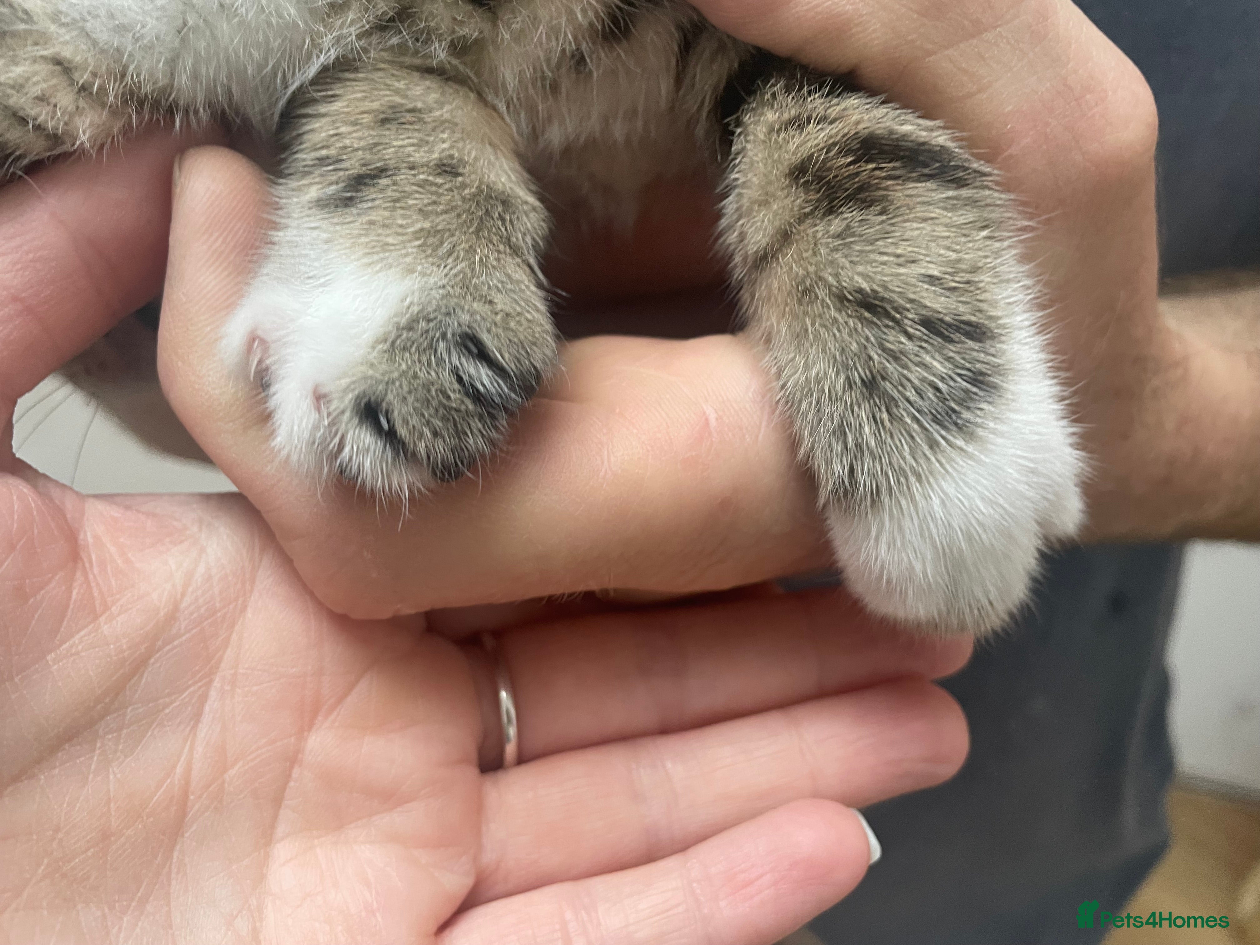 Bengal cats for sale: Bengal X Kittens - Advert 4