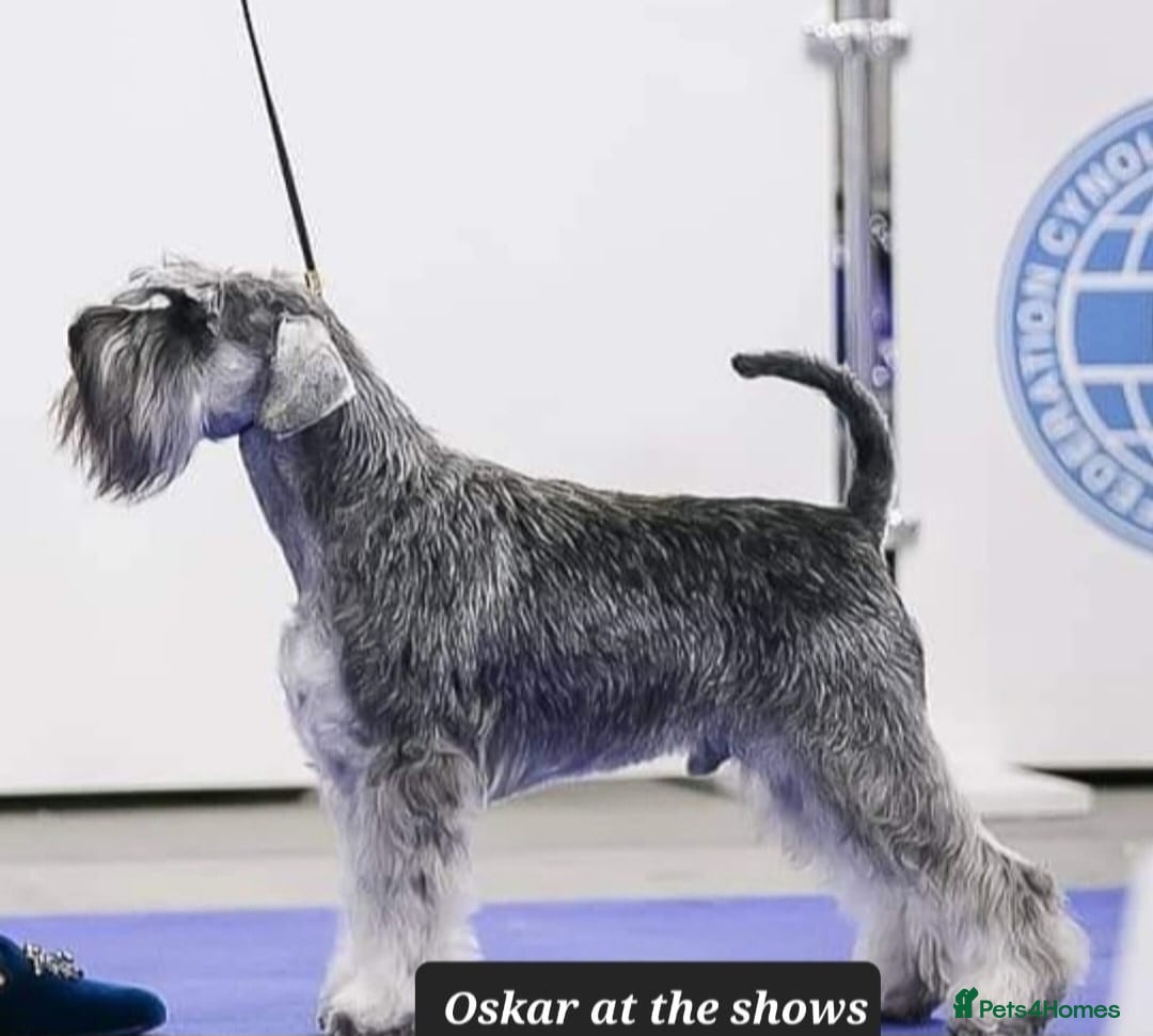 Miniature Schnauzer dogs for sale: Outstanding Miniature Schnauzer puppies - Advert 11
