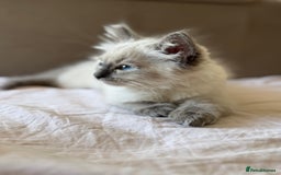 Ragdoll cats for sale: Ragdoll male kitten  - Image 1