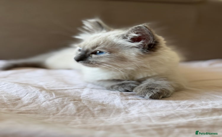 Ragdoll cats - Advert 1