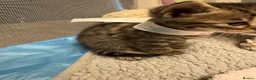 Bengal cats for sale: Rare Pedigree Zorro masked charcoal Bengal Kittens in Orpington - Advert 19