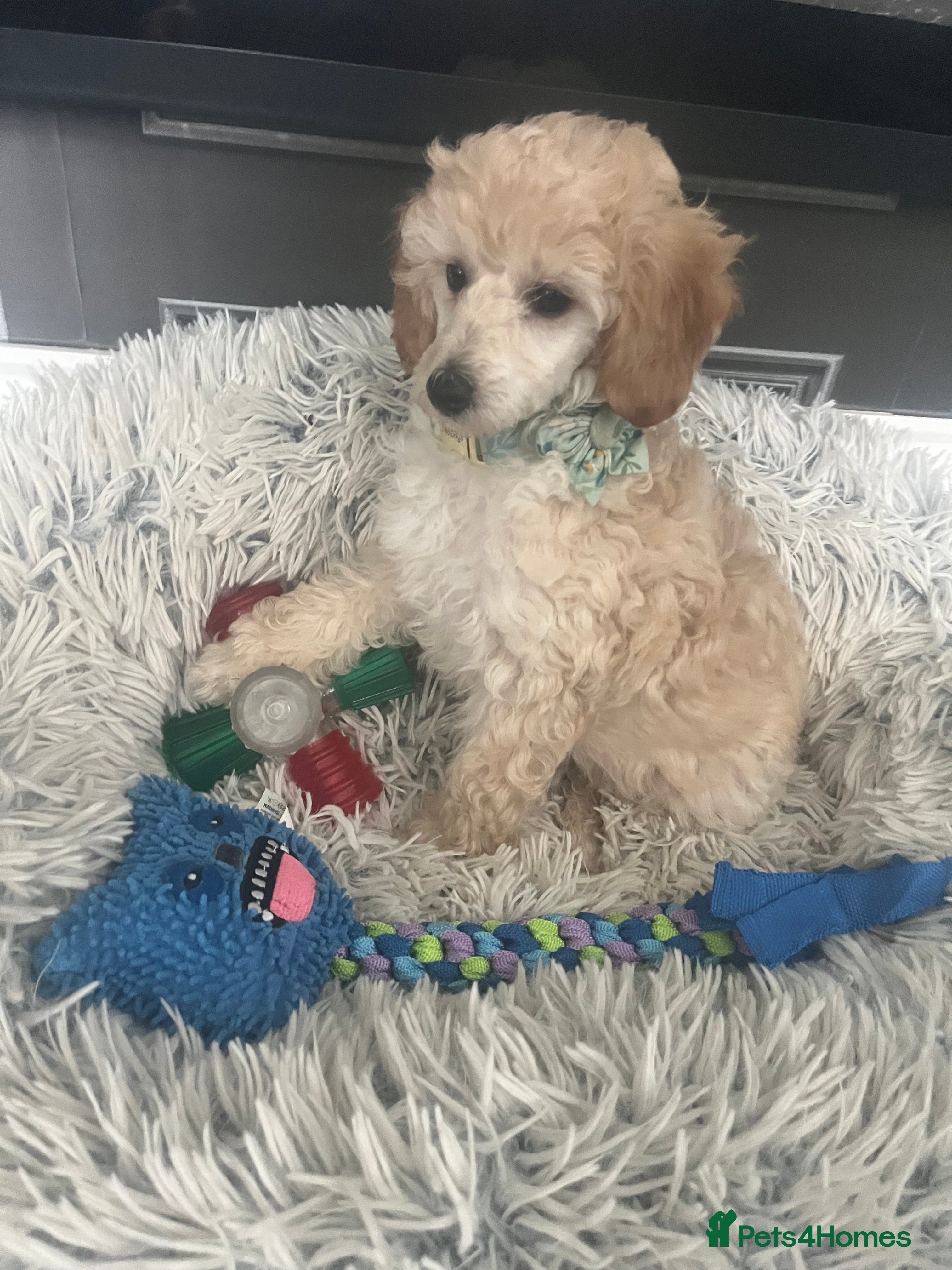 Toy Poodle dogs Adorable toy poodle girl puppy 11 weeks  - Advert 4