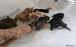 Cocker Spaniel dogs for sale: Show type Cocker spaniel puppies for sale - Image 10