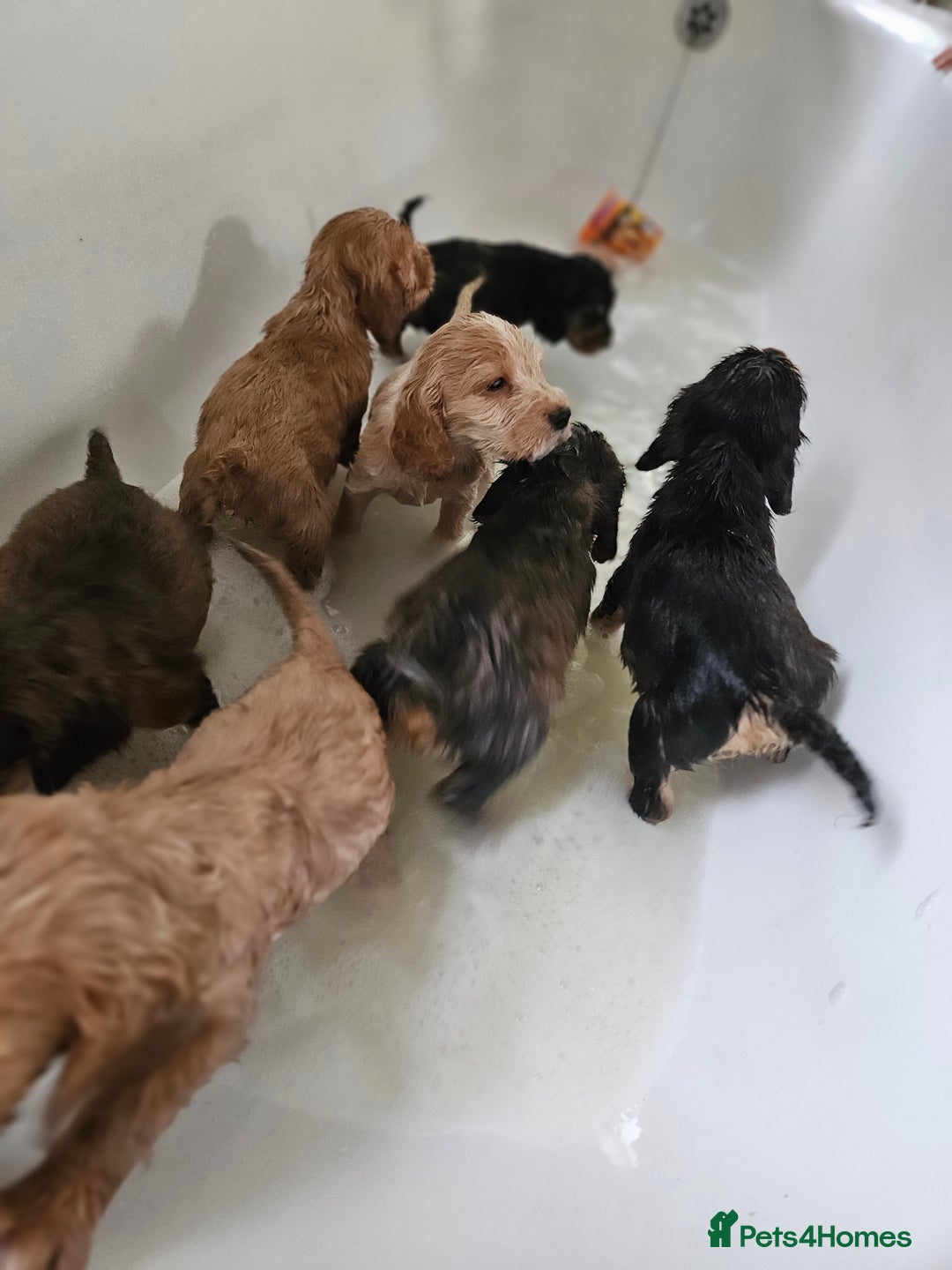 Cocker Spaniel dogs for sale: Show type Cocker spaniel puppies for sale - Image 10