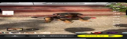 Rottweiler dogs for sale: Riicco - Advert 9