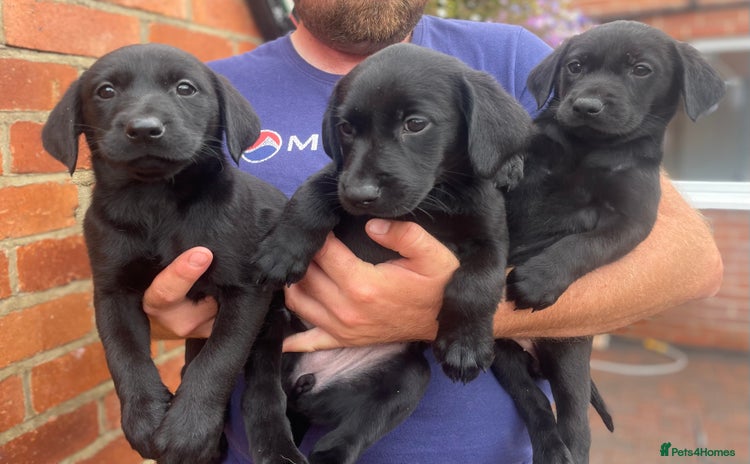 Labrador Retriever dogs - Advert 16
