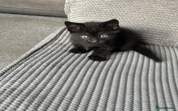 Mixed Breed cats for sale: 1 black boy left - Image 2