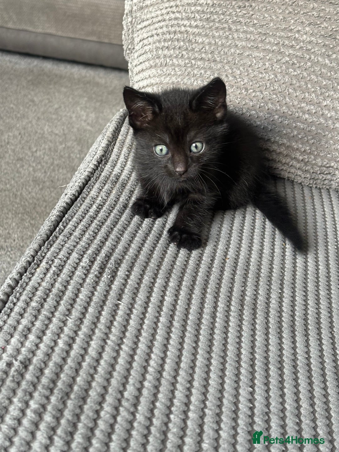 Mixed Breed cats for sale: 1 black boy left - Image 2