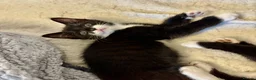 Mixed Breed cats for sale: Beautiful tuxedo kittens - Advert 13