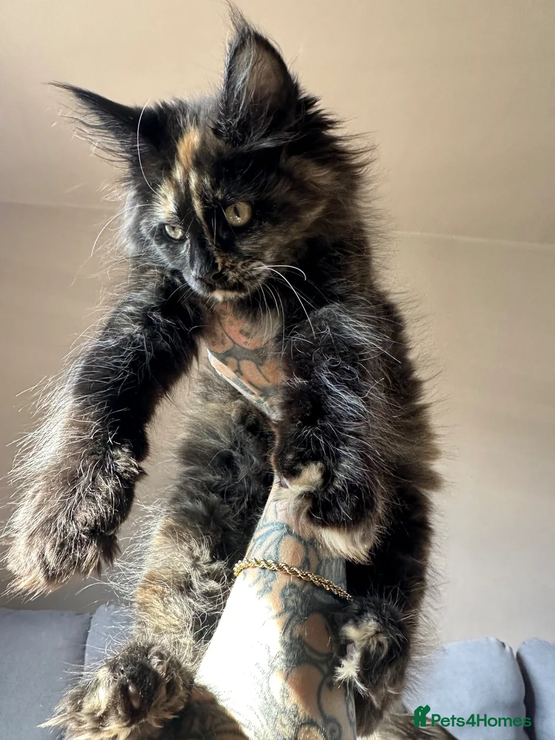 Maine Coon cats for sale: TICA & GCCF Maine coon Girl in Sheffield - Advert 2