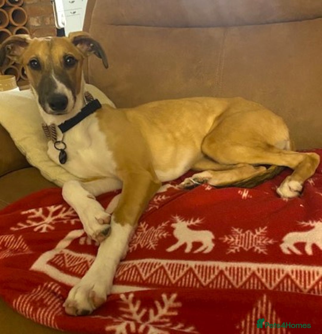 Lurcher dogs for adoption: LENNY, 6-month-old male lurcher in rescue - Advert 1