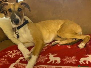 Lurcher dogs LENNY, 6-month-old male lurcher in rescue - Advert 1