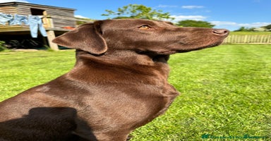 Labrador Retriever dogs - Advert 4