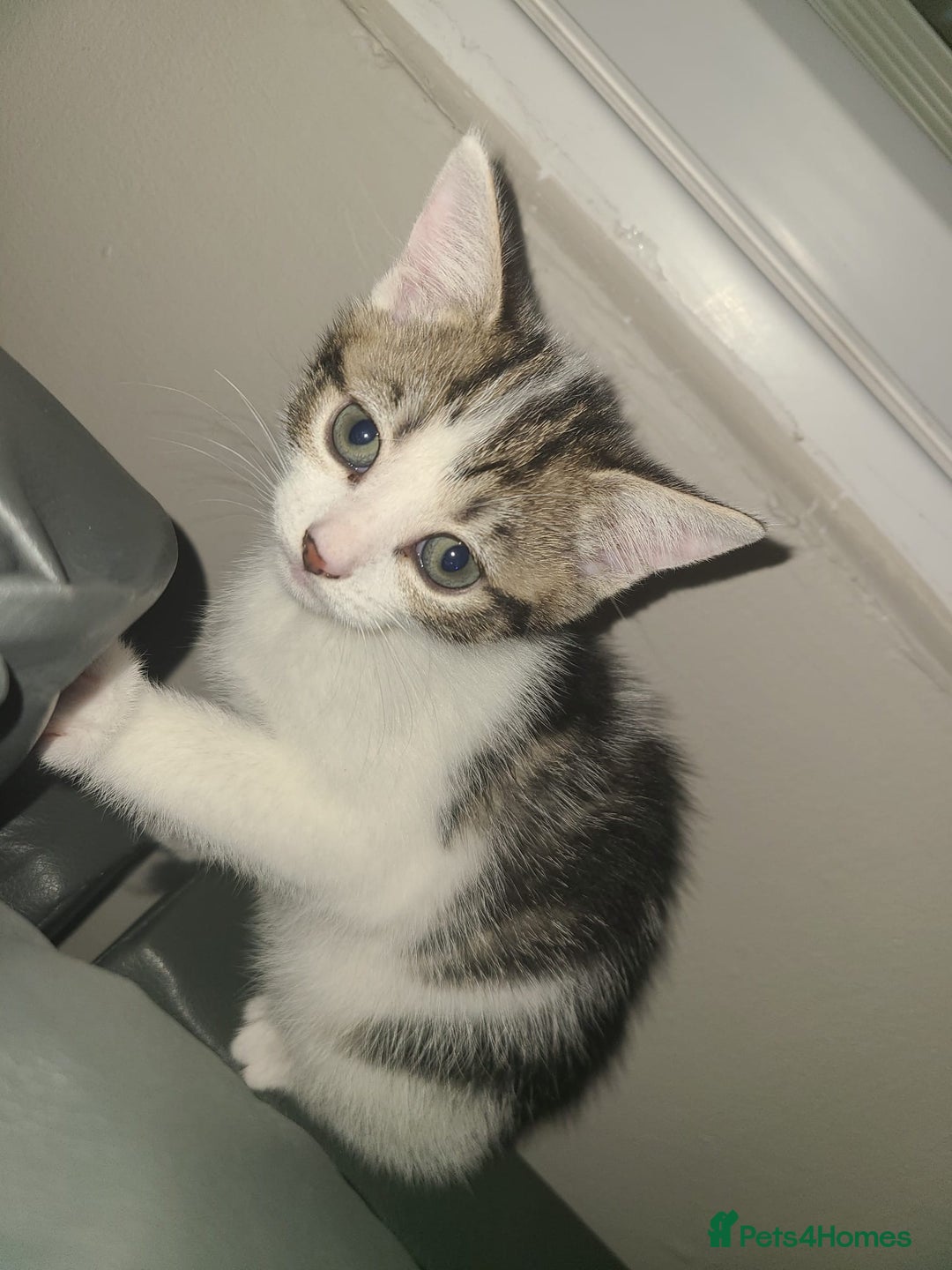 Mixed Breed cats for sale: Lilac & gold kittens  - Advert 13