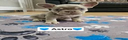 French Bulldog dogs for sale: French bulldog pups - Advert 6