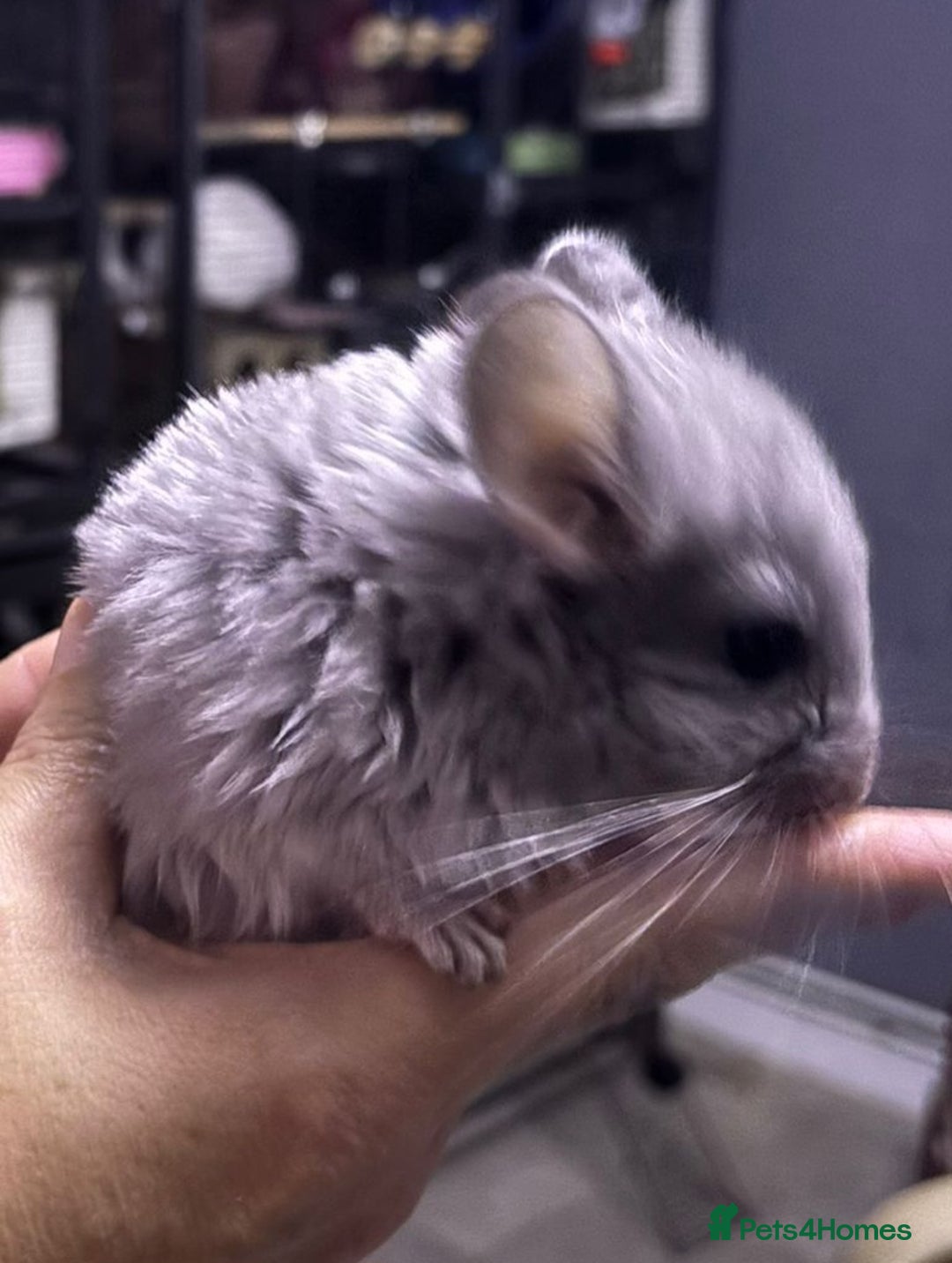 Chinchilla rodents for sale: Rpac chin kits plus starter pack  - Image 1