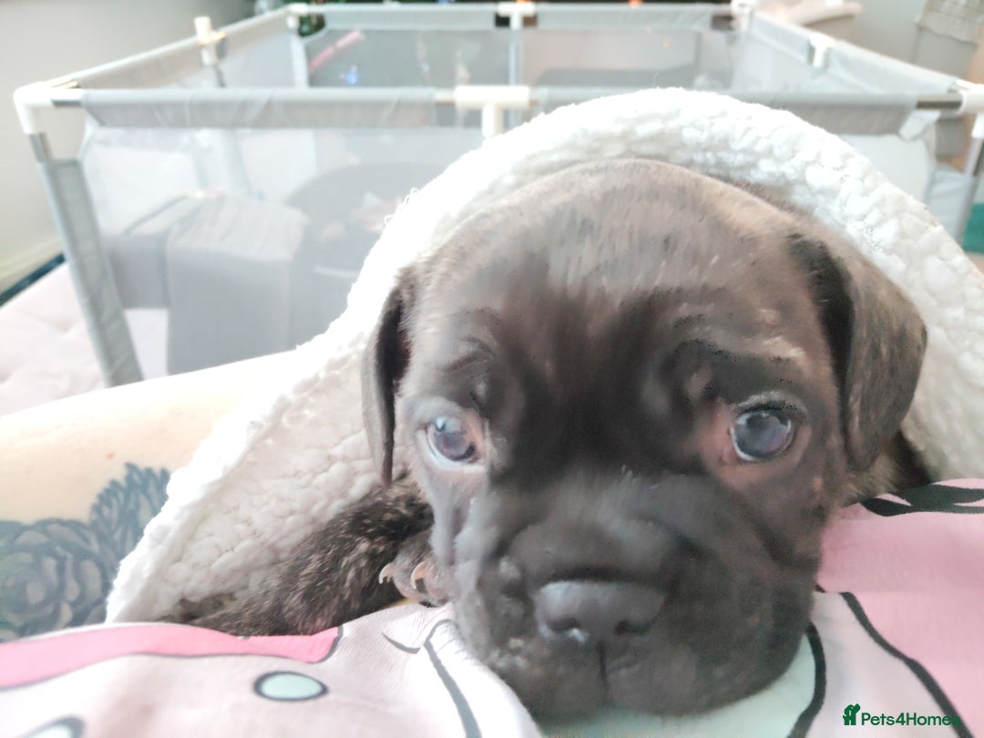 Mixed Breed dogs for sale: Male puppies Frenchie X  - Advert 6