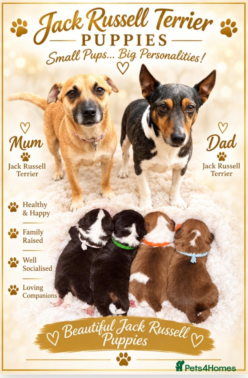 Jack Russell dogs 🐾 Jack russell pups 🐾 - Advert 9