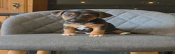 Jack Russell dogs for sale: Traditional Working Jack Russell Pups  - Advert 7
