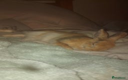 Netherland Dwarf rabbits for sale: 5 month rabbit - Image 1