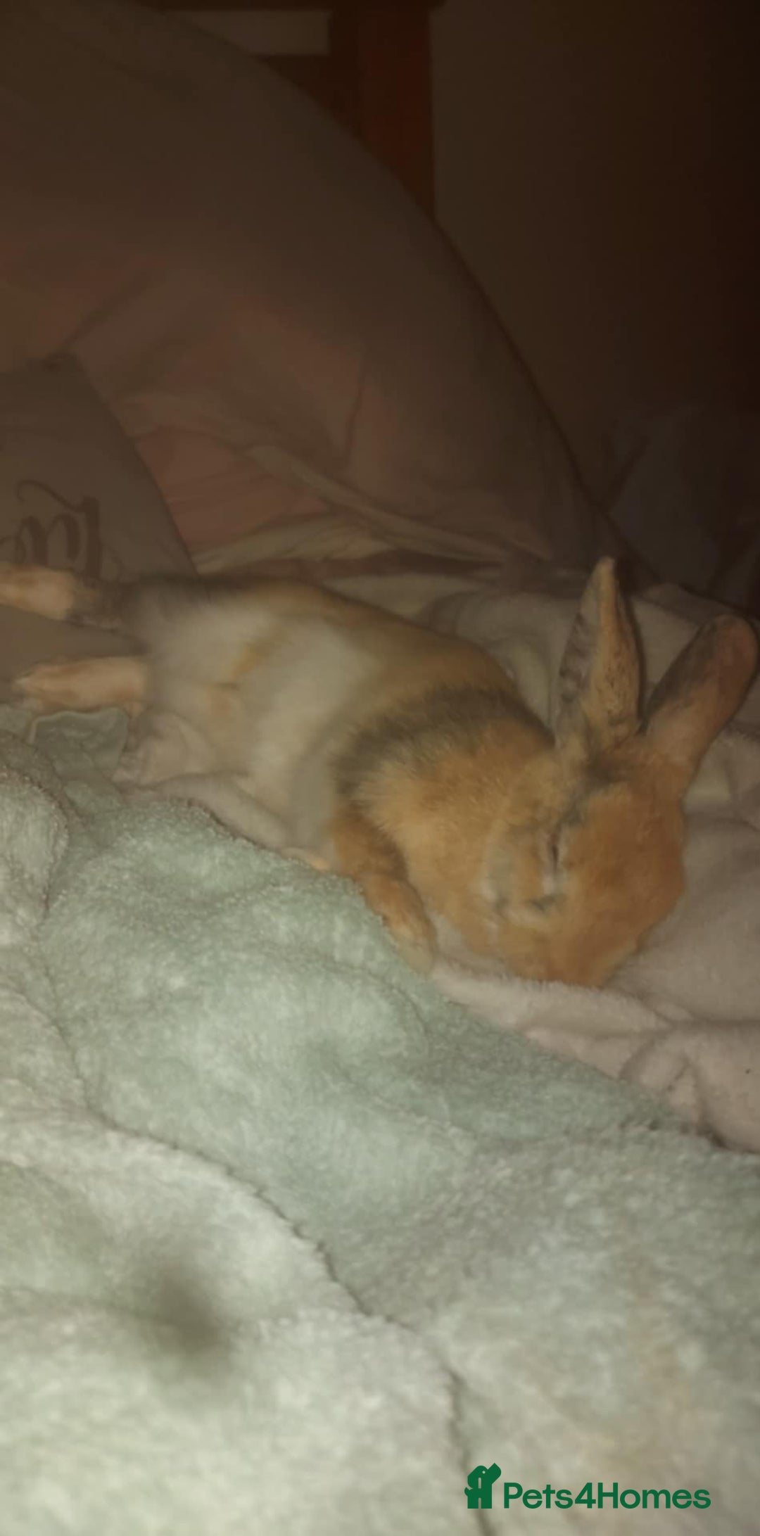 Netherland Dwarf rabbits for sale: 5 month rabbit - Image 1