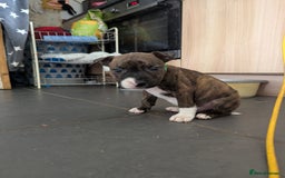 English Bull Terrier dogs for sale: English bull terrier cross staffys - Image 24