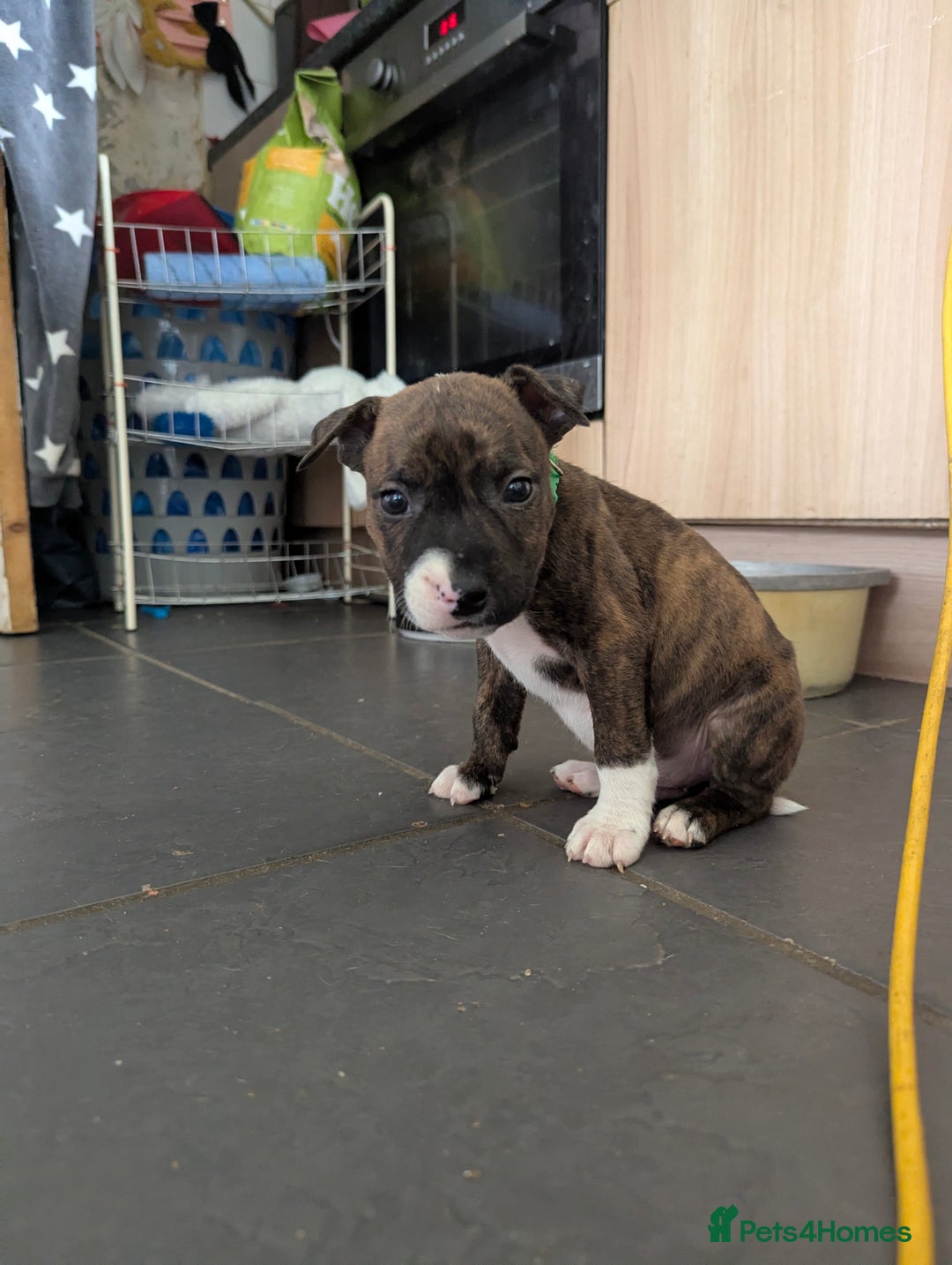 English Bull Terrier dogs for sale: English bull terrier cross staffys - Image 24