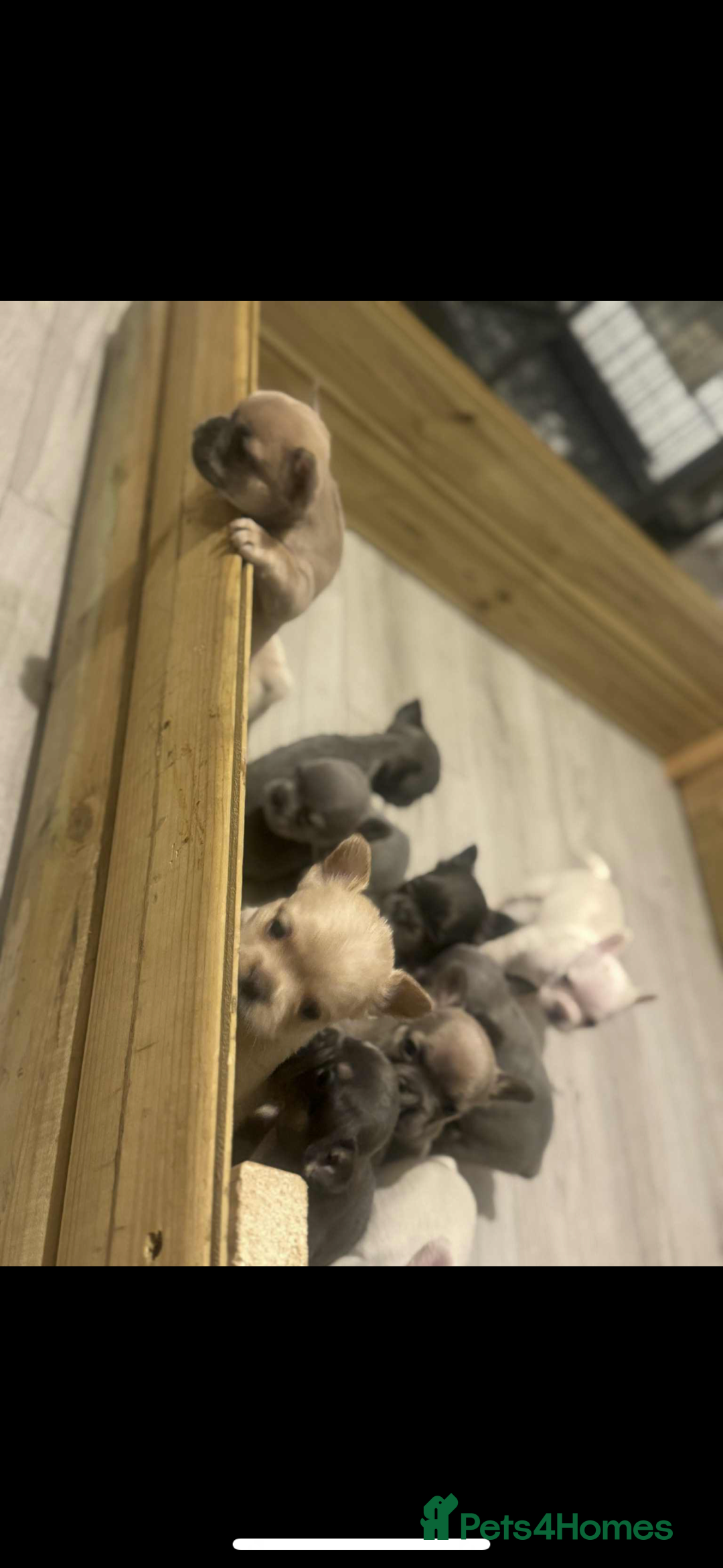 French Bulldog dogs for sale: French bulldog pups available Reduced‼️ - Advert 8