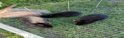 Mixed Breed rabbits for sale: Baby rabbits  - Advert 3
