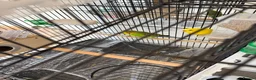 Budgerigars birds for sale: Budgies with Huge Cage and all other accessories in Coventry - Advert 4