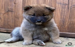 Japanese Shiba Inu dogs for stud: Handsome BOY ready for STUD duties  - Advert 8