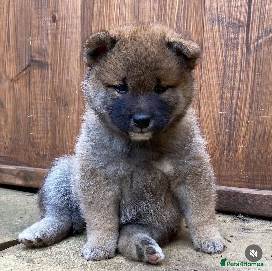 Japanese Shiba Inu dogs for stud: Handsome BOY ready for STUD duties  - Advert 8