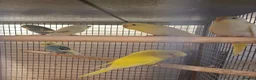 Budgerigars birds for sale: Baby budgies for sale - Advert 4